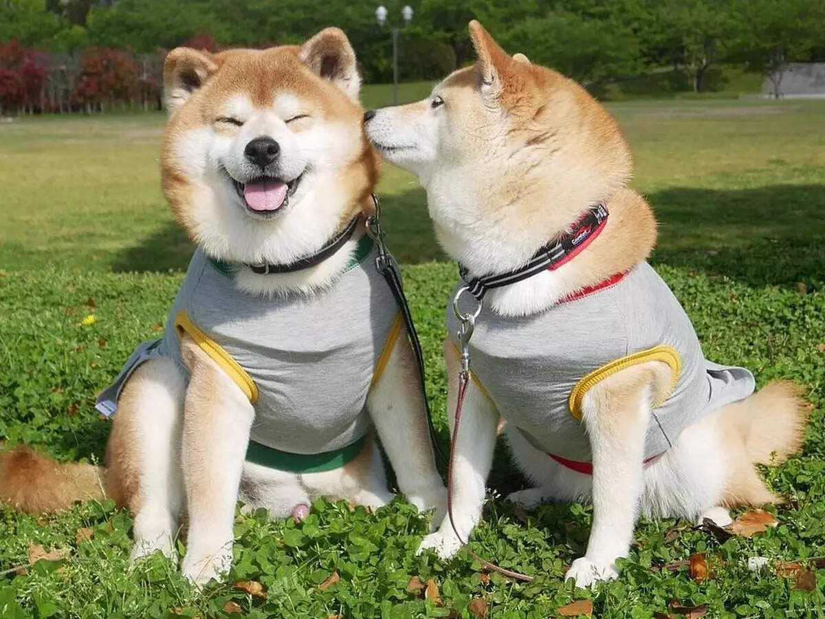 These 30 cute pictures of dogs will surely put a smile on your face!