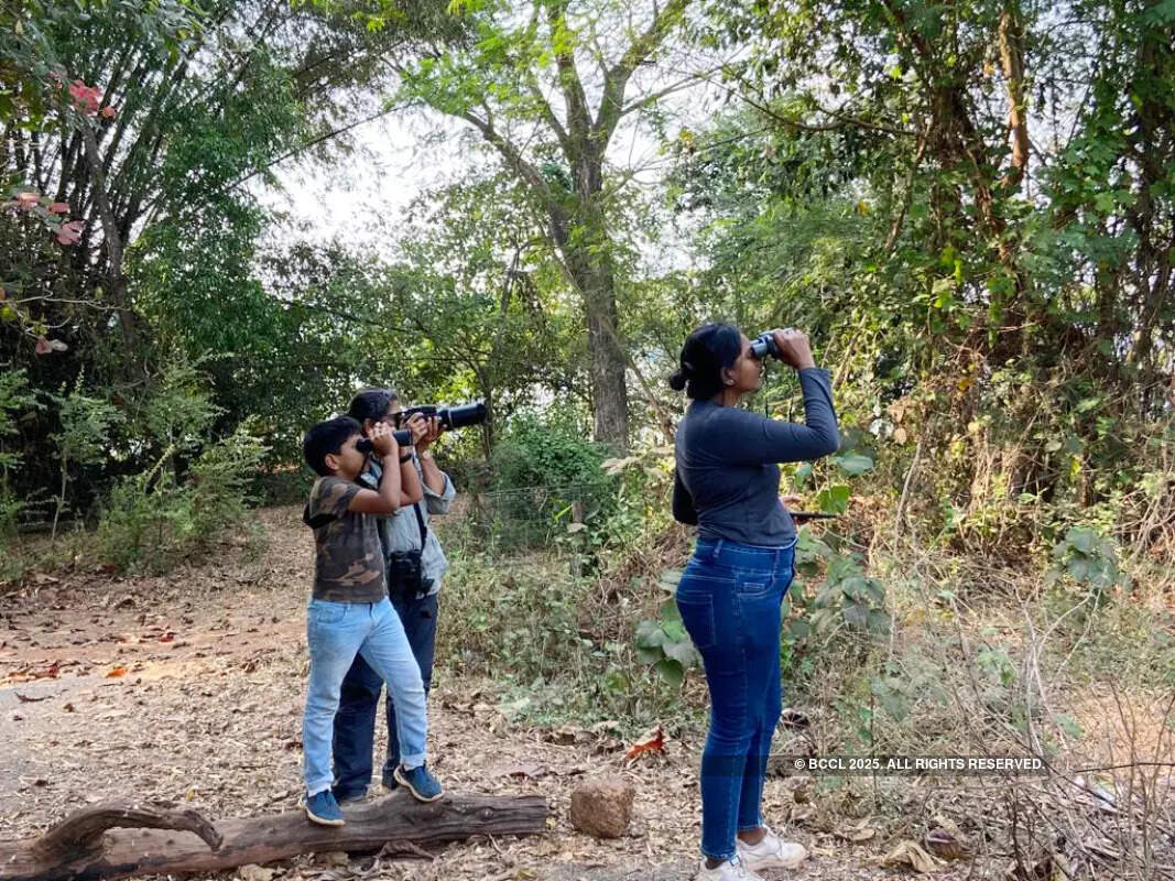 Hundreds of avian enthusiasts compete in Goa bird race
